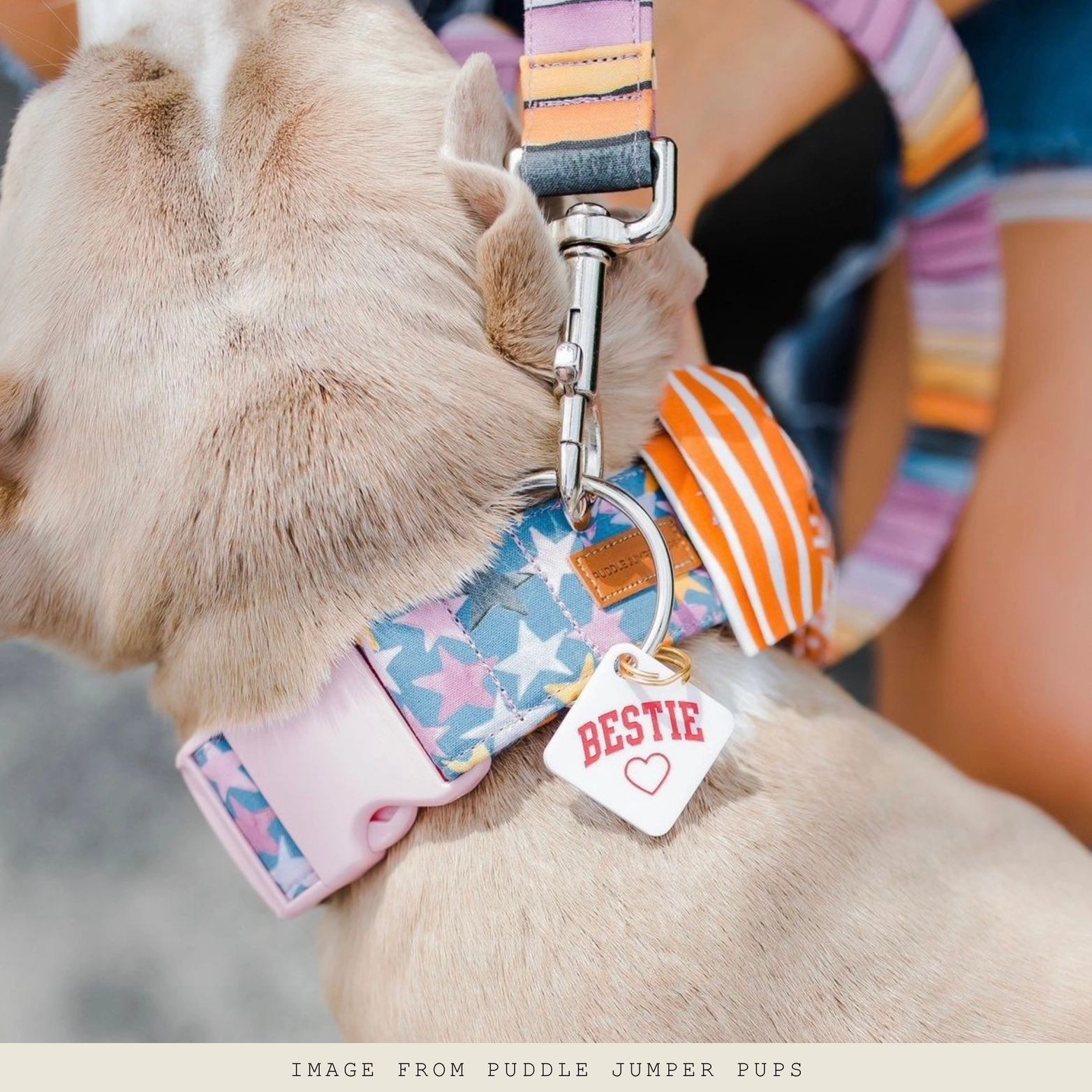 Médaille pour chien - Bestie