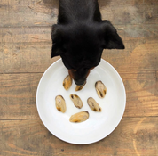 Friandises Moule à lèvres vertes naturelles pour chien