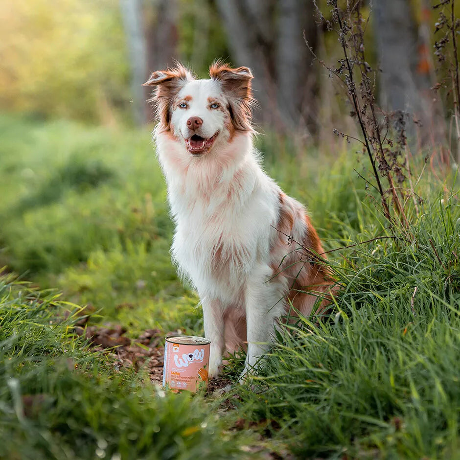 Pâté pour chien - Saumon