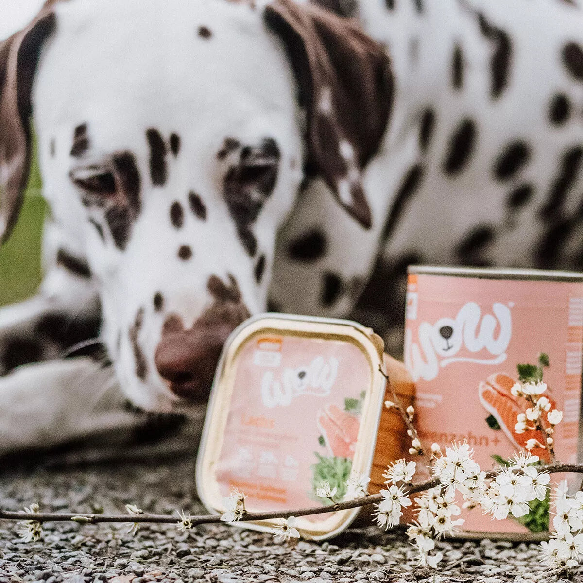 Pâté pour chien - Saumon