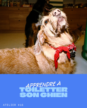 Atelier #16 : Apprendre à toiletter son chien - 17.10.2026