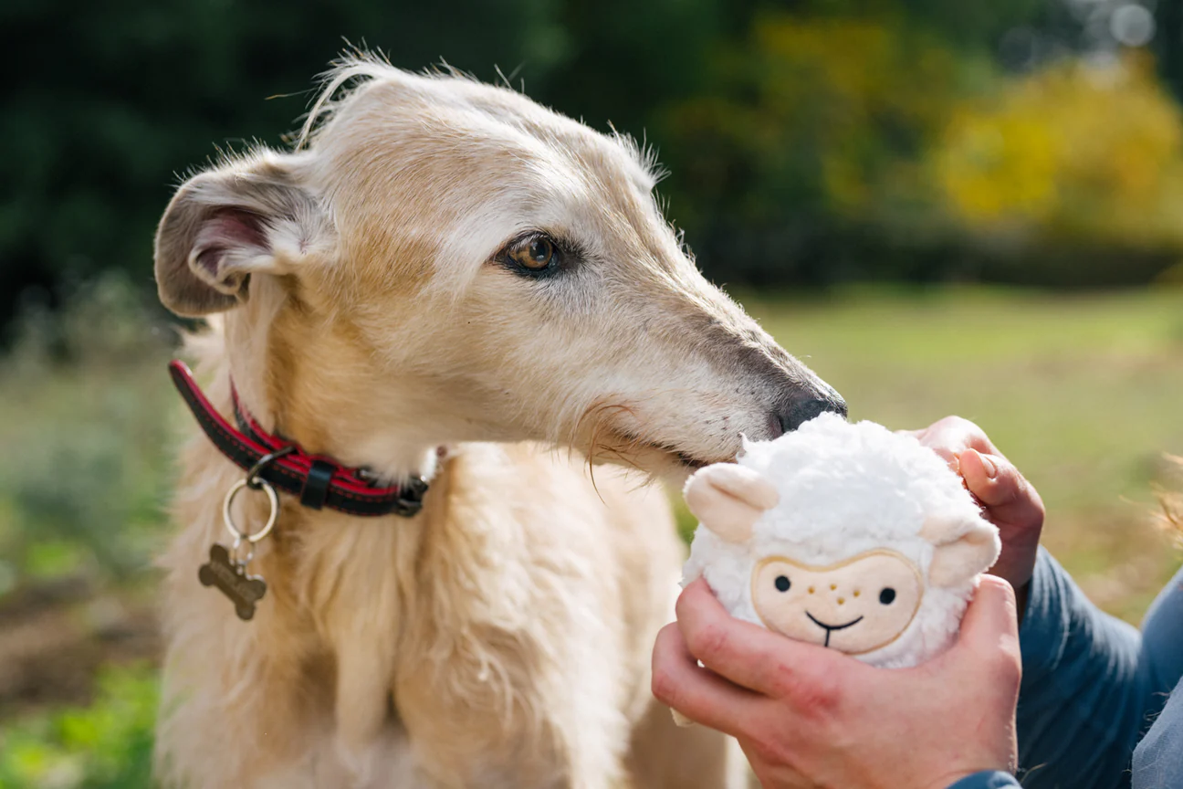peluche-chien-mouton-2.png