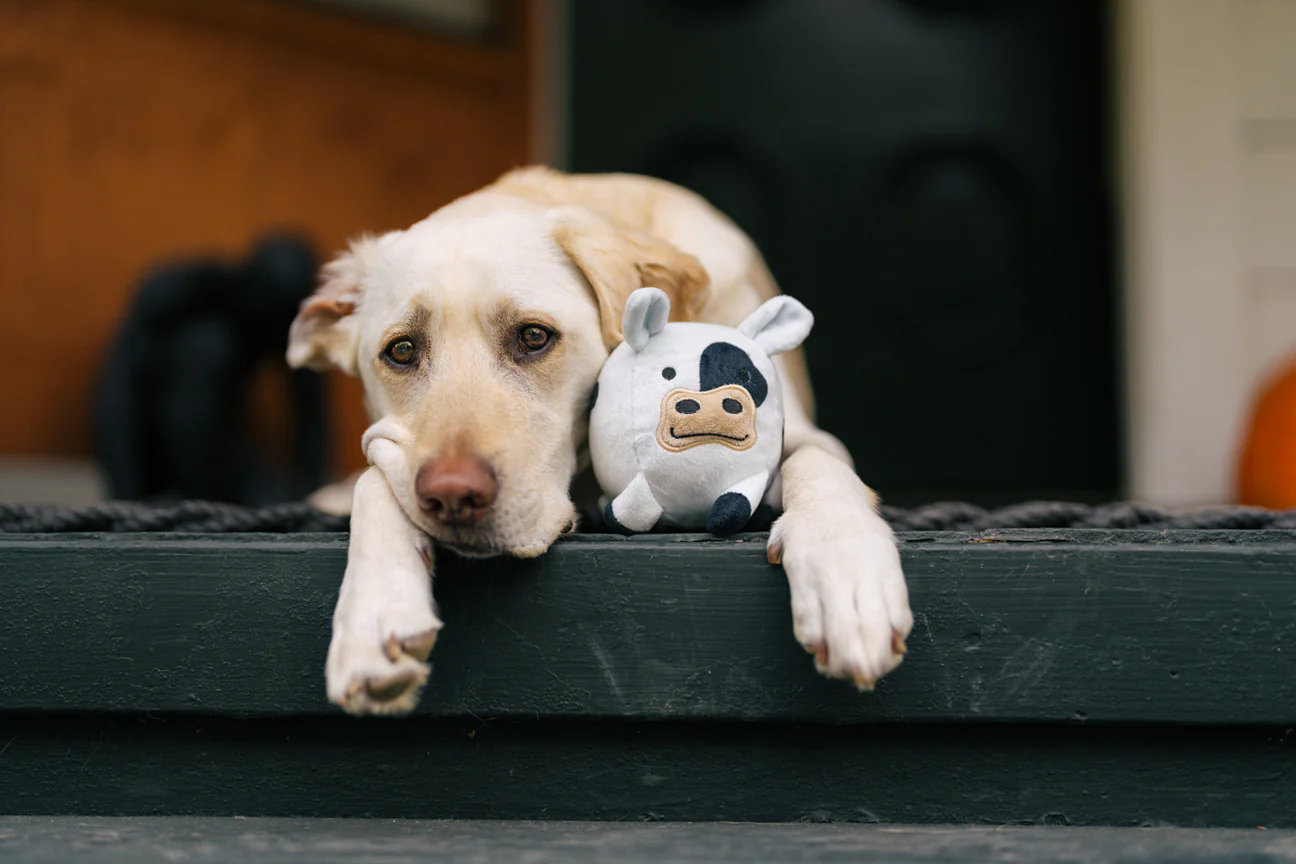 peluche-chien-vache-2.png