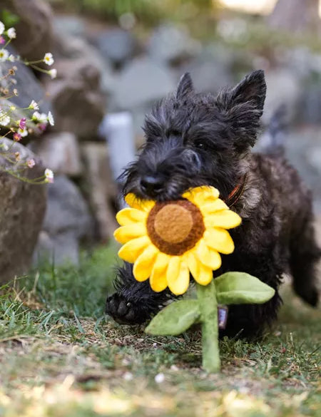 pelucheletournesol2.webp