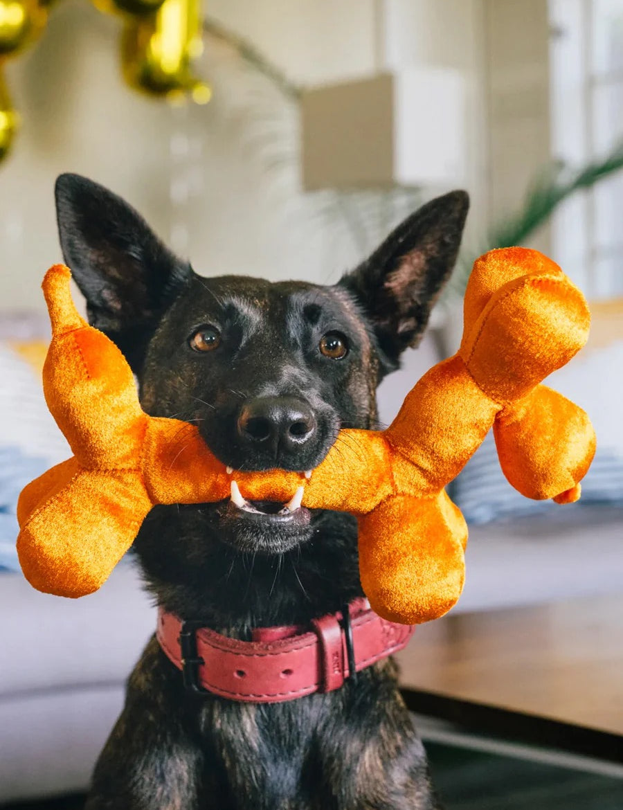 pet-play-ballon-chien2.jpg