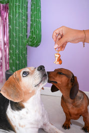 Porte-clés - Beagle