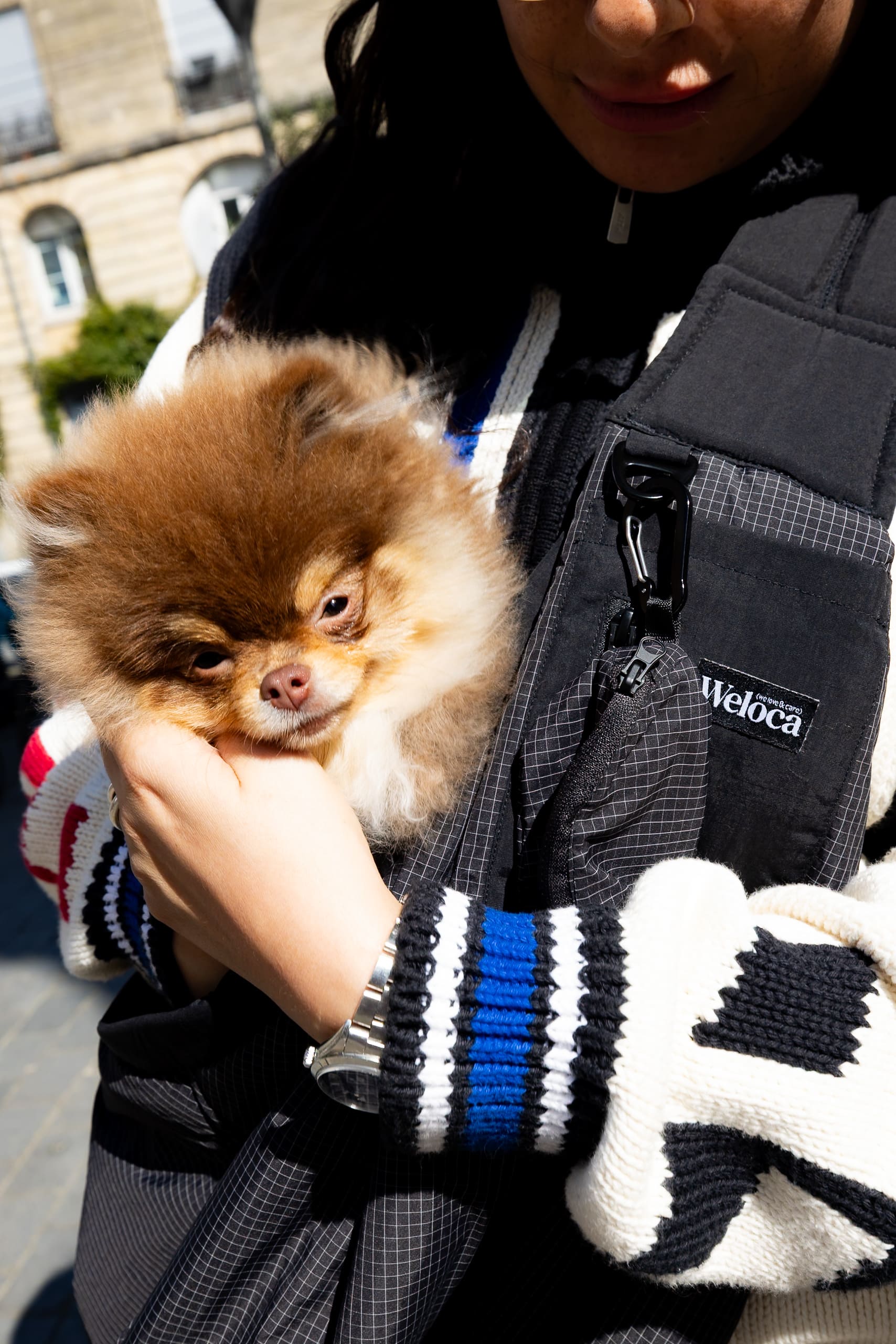 Chien porté dans le sac de transport bandoulière noir
