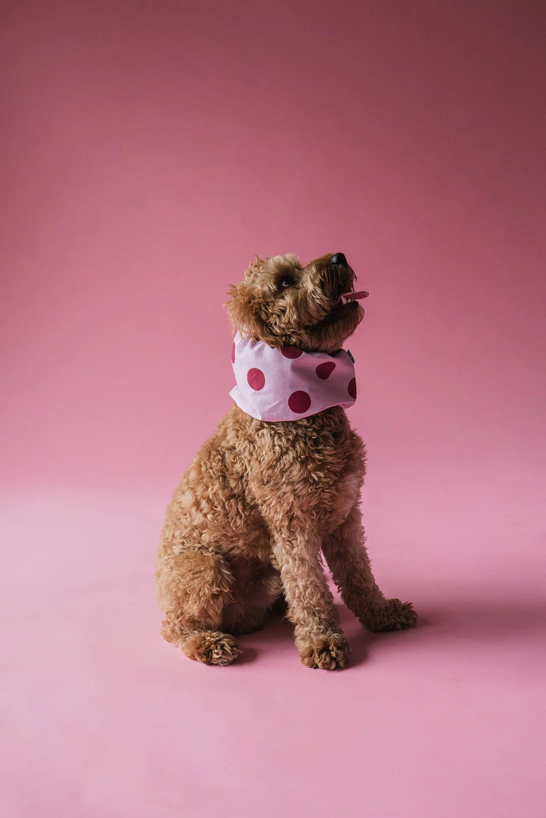 Snood – rosa Punkte