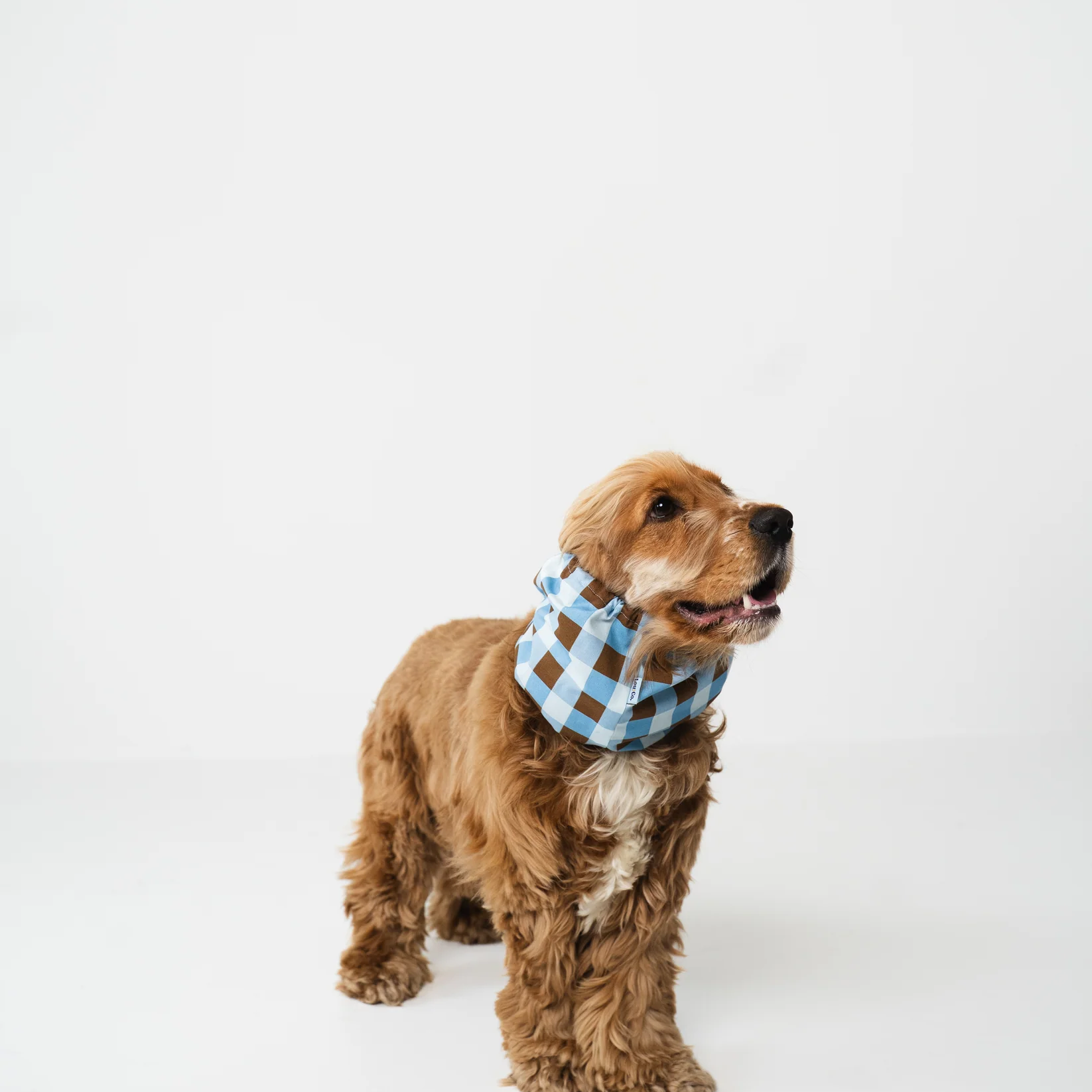 snood-pour-chiens-carreaux-marron-bleu-2.png