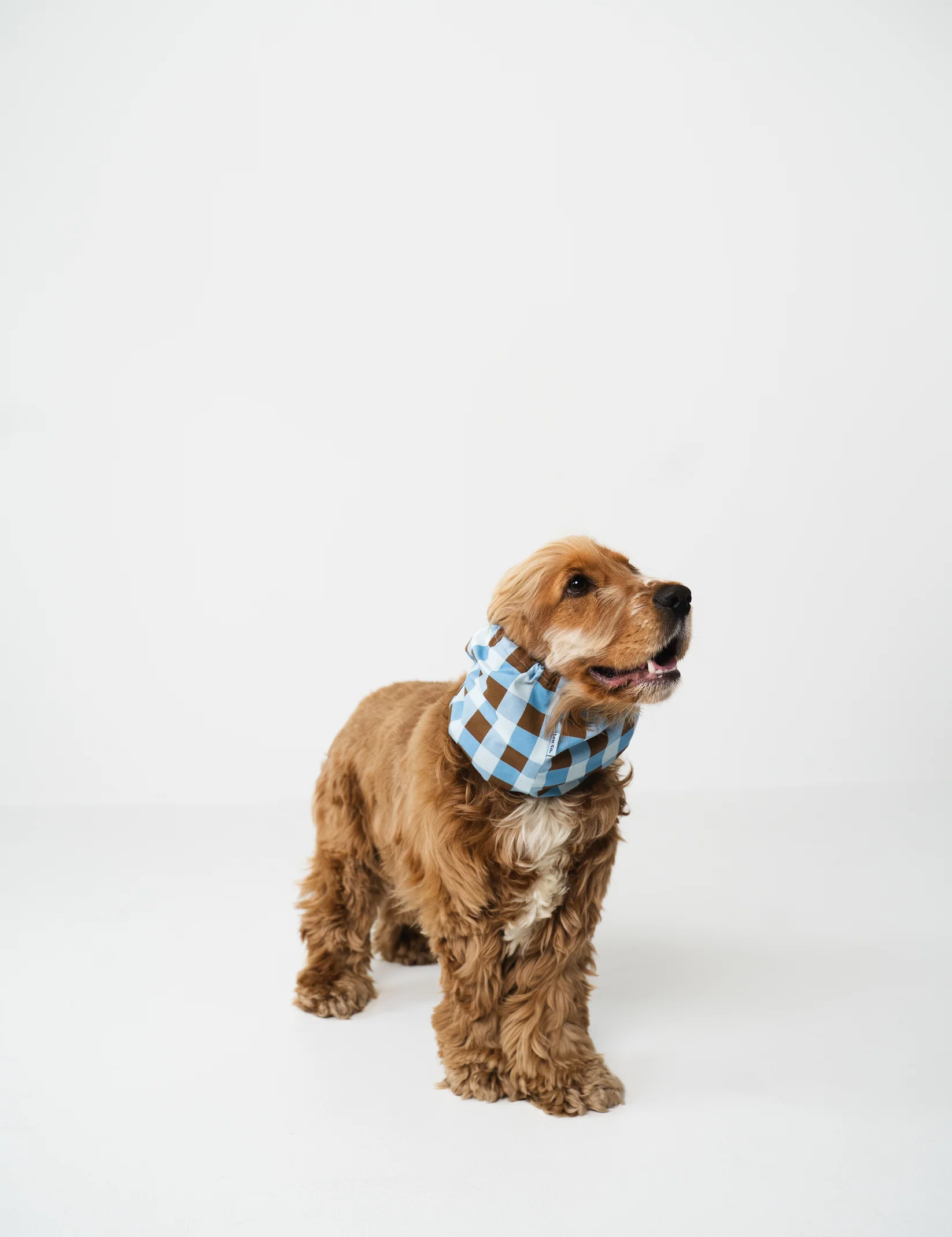 snood-pour-chiens-carreaux-marron-bleu-2.png