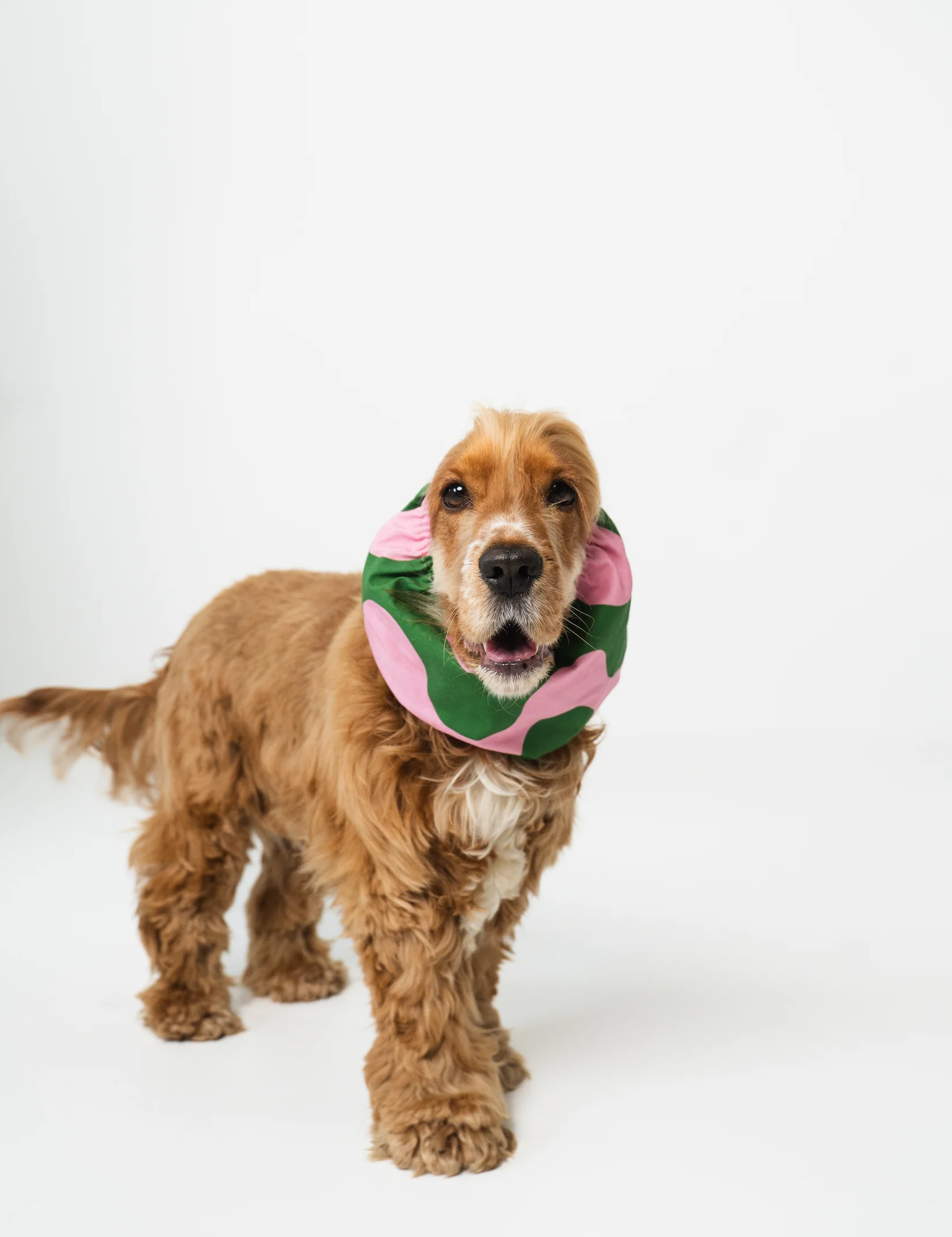snood-pour-chiens-vagues-rose-et-vert-2.png