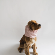 Snood pour chien qui protège des épillets & otites | Muzon