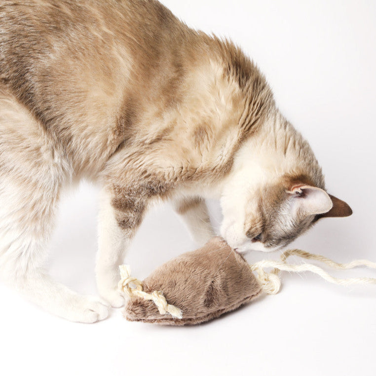 souris-a-la-valerianeEvident2.jpg