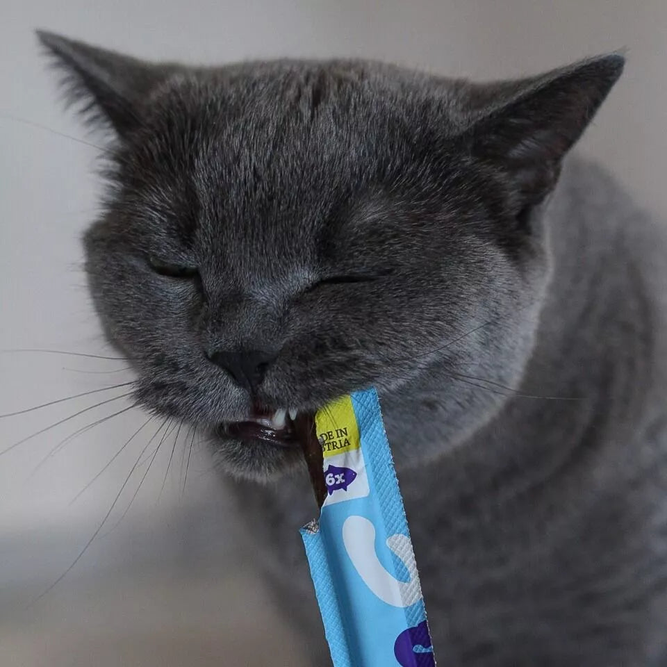 Saumon - Friandise en stick pour chat