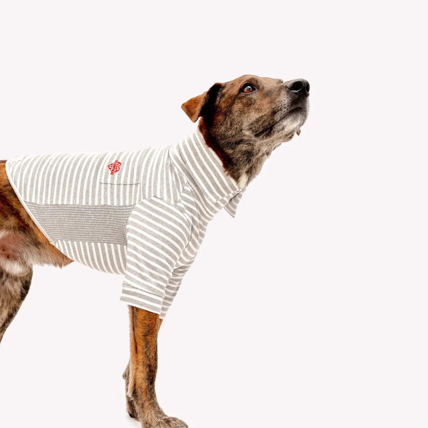 T-shirt rayé pour chien