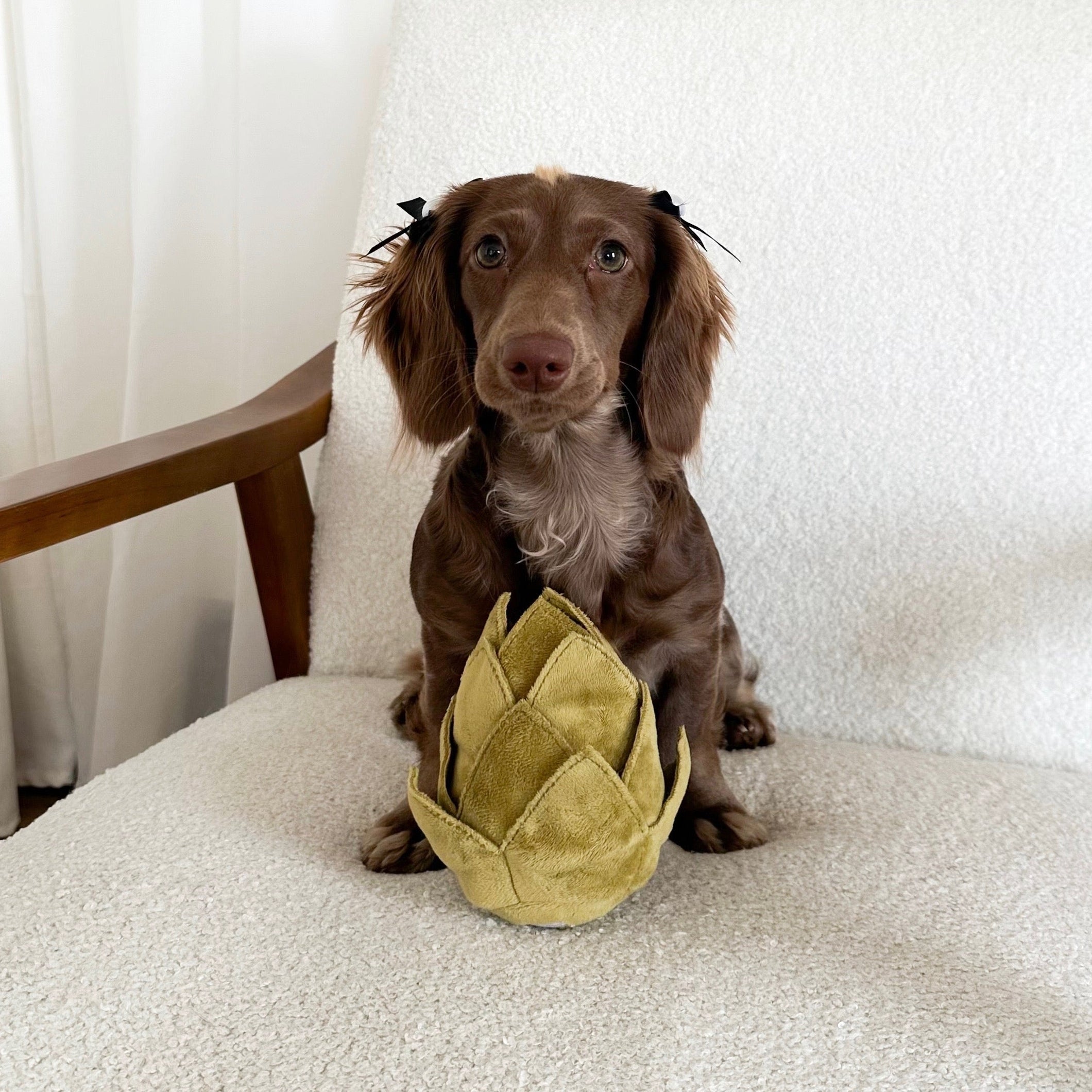 Chien jouant avec le jouet de fouille L'Artichaut, une feuille écartée pour chercher une friandise