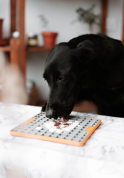 Topper au maquereau - Complément naturel pour chien