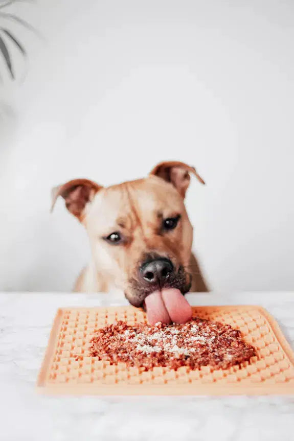 Topper au porc ibérique chien