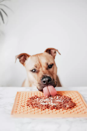 Topper au poulet : Complément alimentaire chien