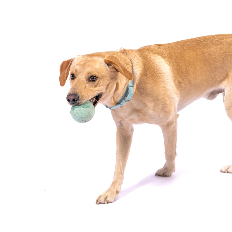 un chien prend une balle pour chien en feutre dans sa gueule