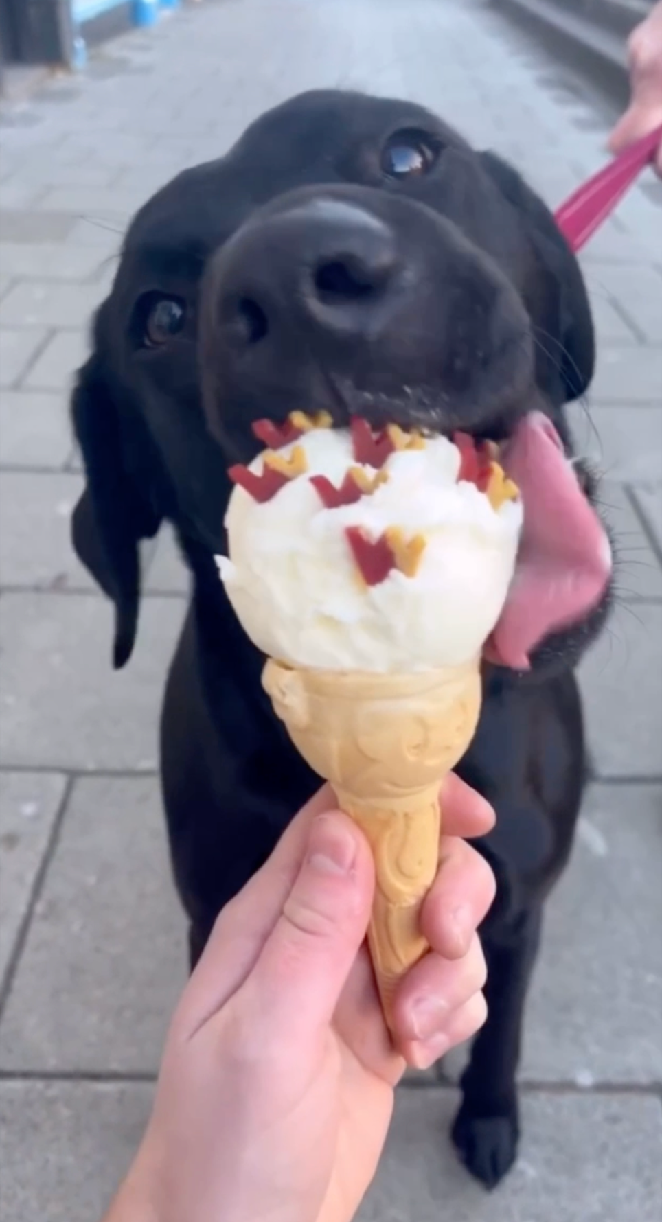 Lamb - Natural Dog Treats
